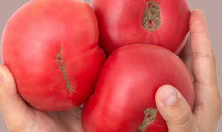Деформирани домати с резки – на какво се дължи?