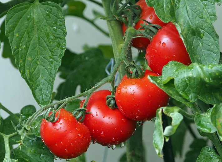6 съвета за ОТЛИЧНИ домати