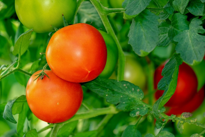 Специални торове за домати