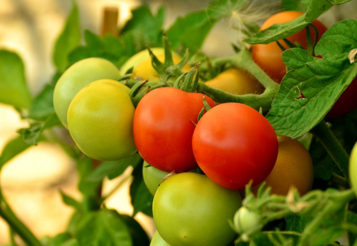 Отглеждане на домати без разсад