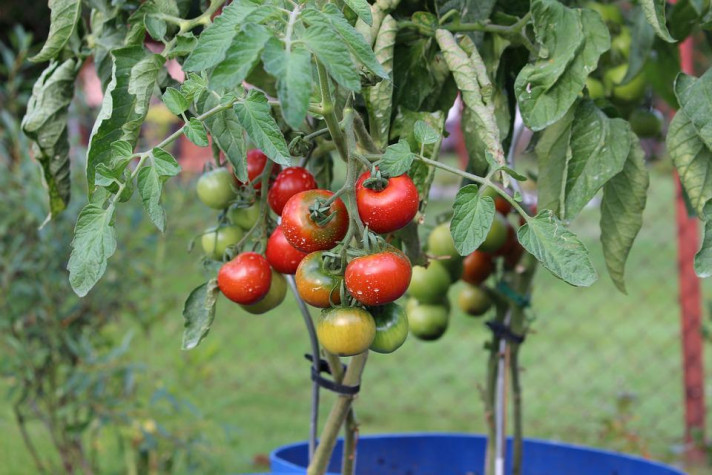 Как правилно да оформим доматените стръкове?