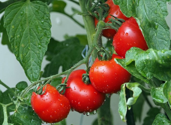 Най-честите грешки при отглеждане на домати