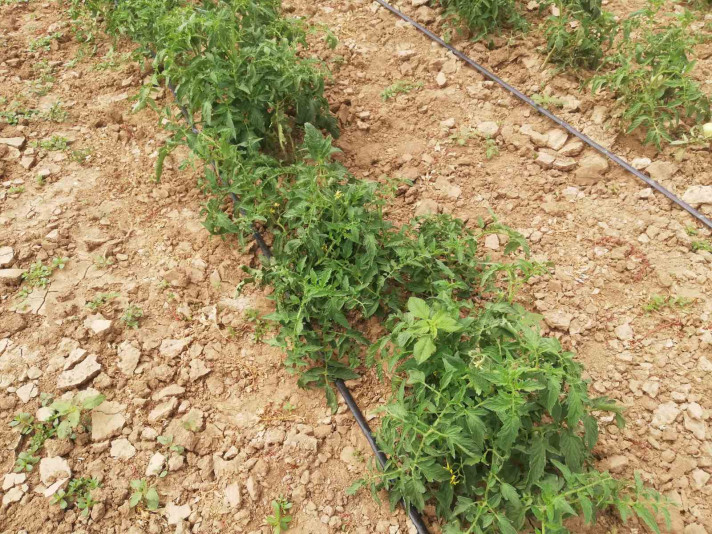 Биона възстановява зеленчукова градина след порой и градушка
