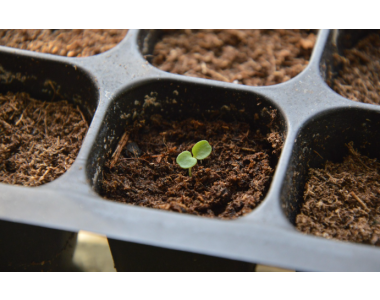 Кампания разсад 2026г.