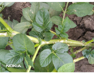 Биона БР Пауър – възстановяване на растенията след градушка