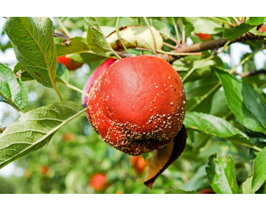 Как да защитим ябълките от изгниване?
