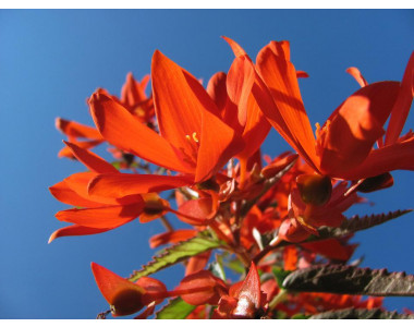 Бегония Бертини – водопад от красота!