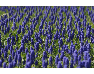 Оформете сини и лилави акценти в градината!