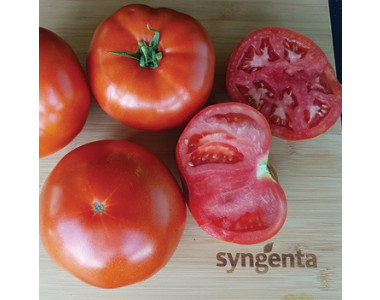 Доматът Бобкат – високодобивен и вкусен