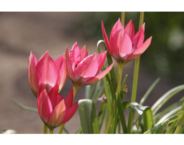 Новият хит в градината – ботанически лалета!