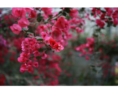 Екзотичната красота на бугенвилията