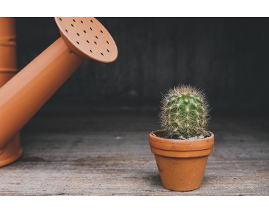 Недостатъчна влажност – как да помогнем на стайните растения?