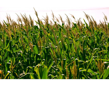 Царевицата – растение от древността