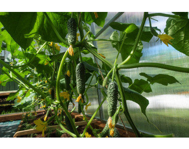 Как да се справим с болестите и вредителите по краставиците?