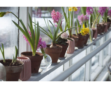 Цветя в саксии