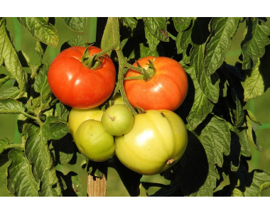 Как да отгледате ранни домати – практични съвети