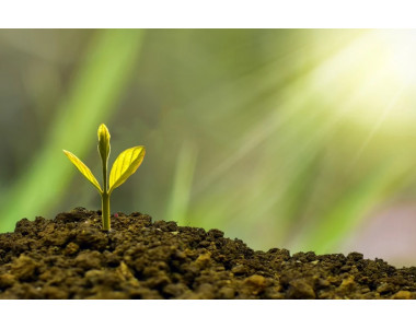 От какво се нуждаят растенията?