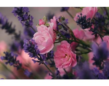 Етерично-маслените култури – красота и аромат!