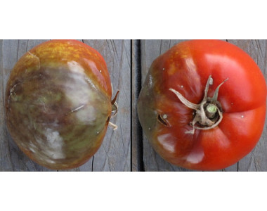 С какво да пръскаме доматите, когато се появи фитофтора?