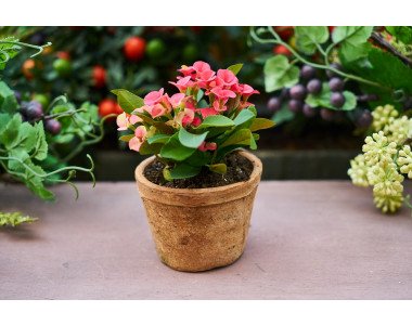 Как да подхранваме саксийните цветя?