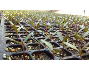 Форми за разсад - употреба, ползи и избор