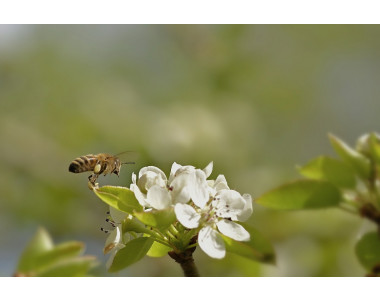 Тайната на добрия растеж на растенията: прополис