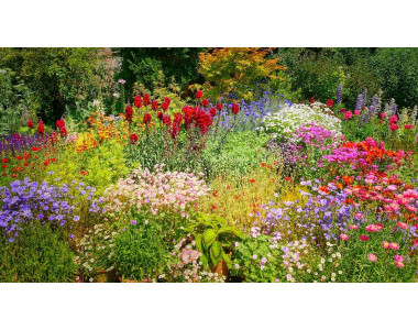 Цветя, които са лесни за отглеждане и цъфтят цяло лято