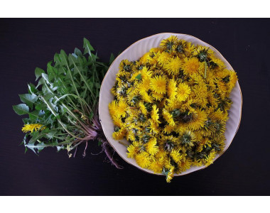 Глухарчето и неговите скрити ползи