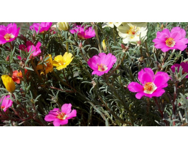 Калдъръмчето – добре познато и обичано