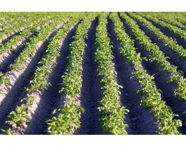 Как да защитим картофите от болести и вредители?