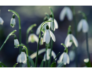 Кокичето – предвестник на пролетта