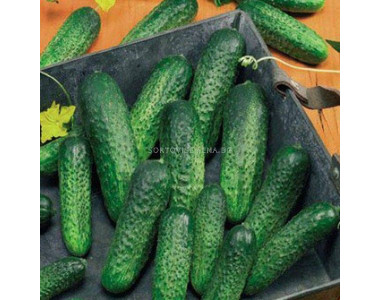 Корнишони Амур F1 – устойчиви на болести, вкусни и високодобивни