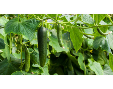 Директна сеитба на краставици