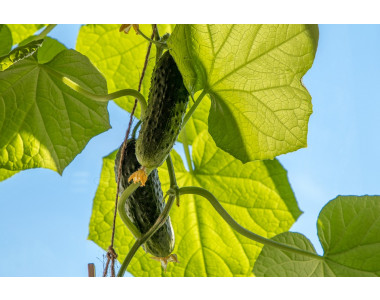 Защо горчат краставиците?