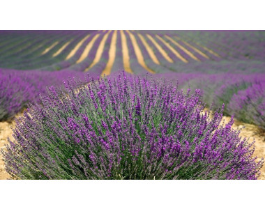 Отглеждане на лавандула в градината: Съвети за засаждане и грижа