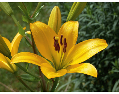 Лилиумът – невероятно разнообразие и красота!