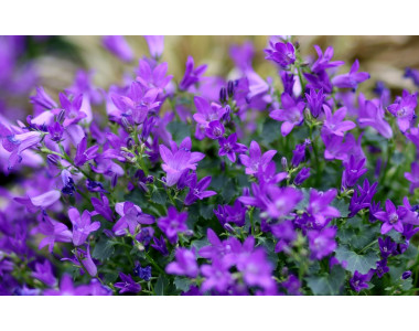 Лобелията – нежна и красива 