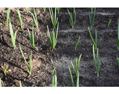 Засаждане на лук през пролетта: Съвети и стъпки