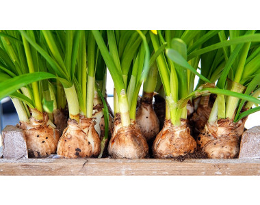 Как да се справим с бактериалното гниене при луковичните цветя?