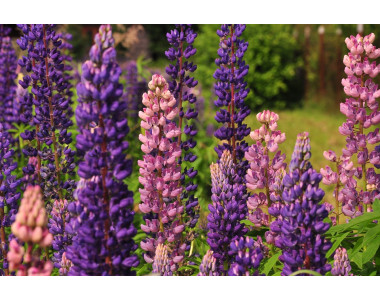 Лупина – елегантната красавица