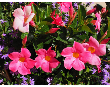 Дипладенията – капризна, но много красива