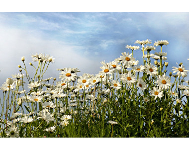 Маргаритките – нежни и красиви