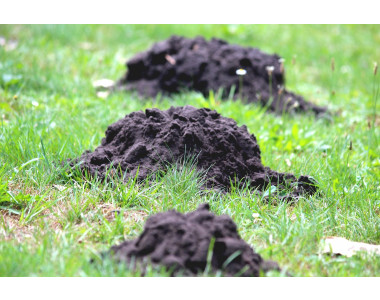 Как да се преборим с къртиците в двора