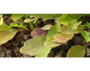 Светкавично действие на Биона Флай