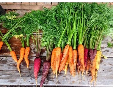 Проблеми при отглеждане на моркови