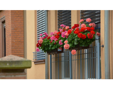 Как да отгледаме красиво мушкато?