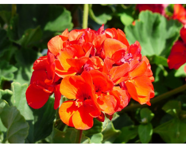 Познатото и любимо мушкато