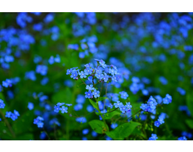 Незабравката – нежното цвете в градината