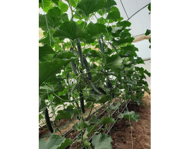 Как да отгледаме качествен разсад за краставици?