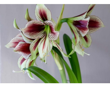 Амарилисът Papilio – спираща дъха красота!